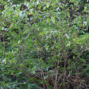 Cornus capitata subsp. angustata (Chun) Q. Y. Xiang resmi