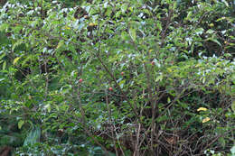 Image of Cornus capitata subsp. angustata (Chun) Q. Y. Xiang