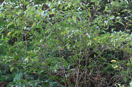 Image de Cornus capitata subsp. angustata (Chun) Q. Y. Xiang