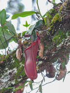 Image of Pitcher Plant