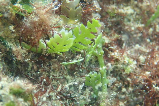 Image of Caulerpa mexicana