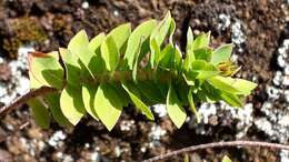 Image of Hypericum reflexum L. fil.