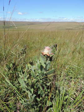 Image of Protea heckmanniana Engl.