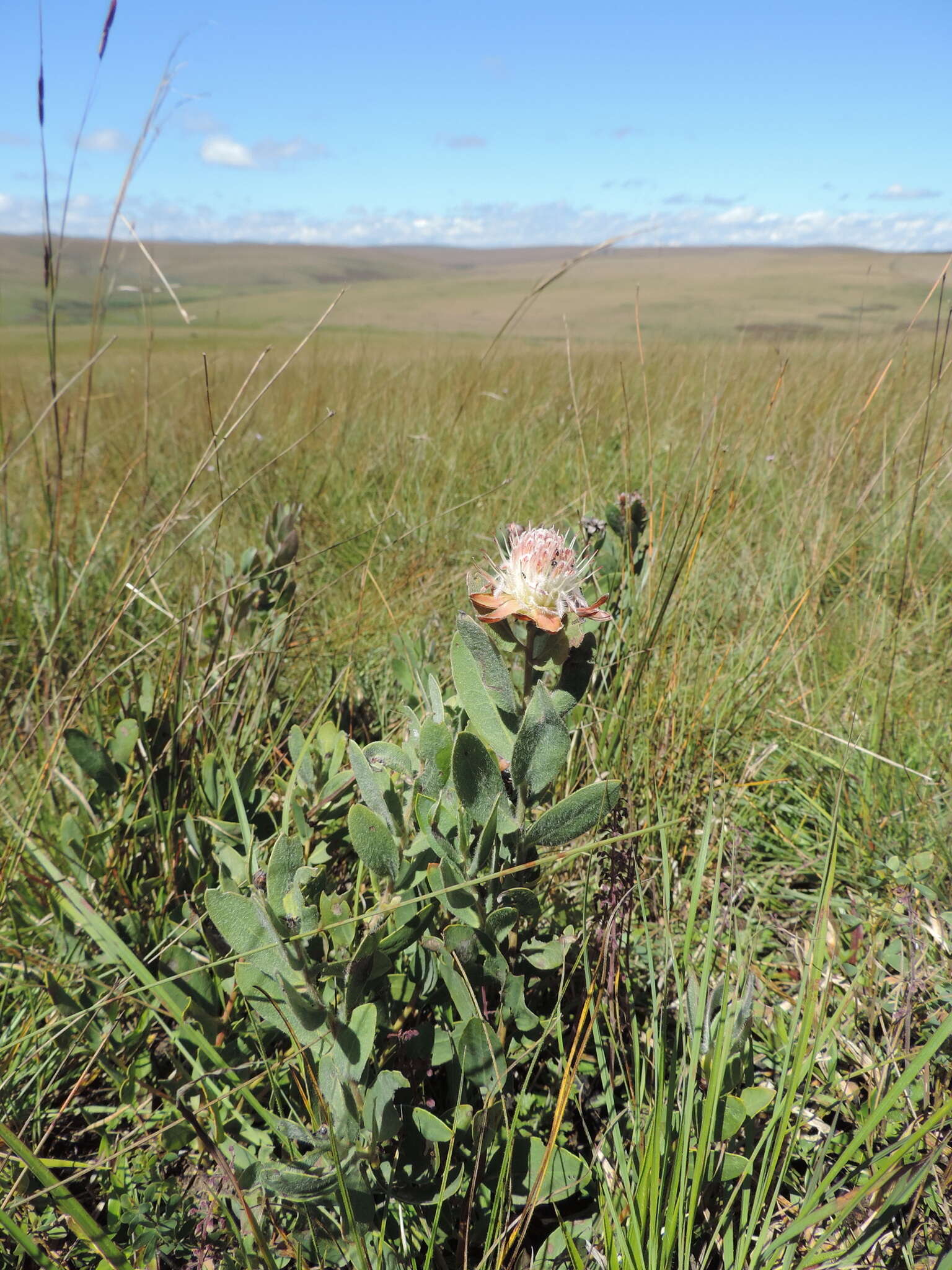 Image of Protea heckmanniana Engl.