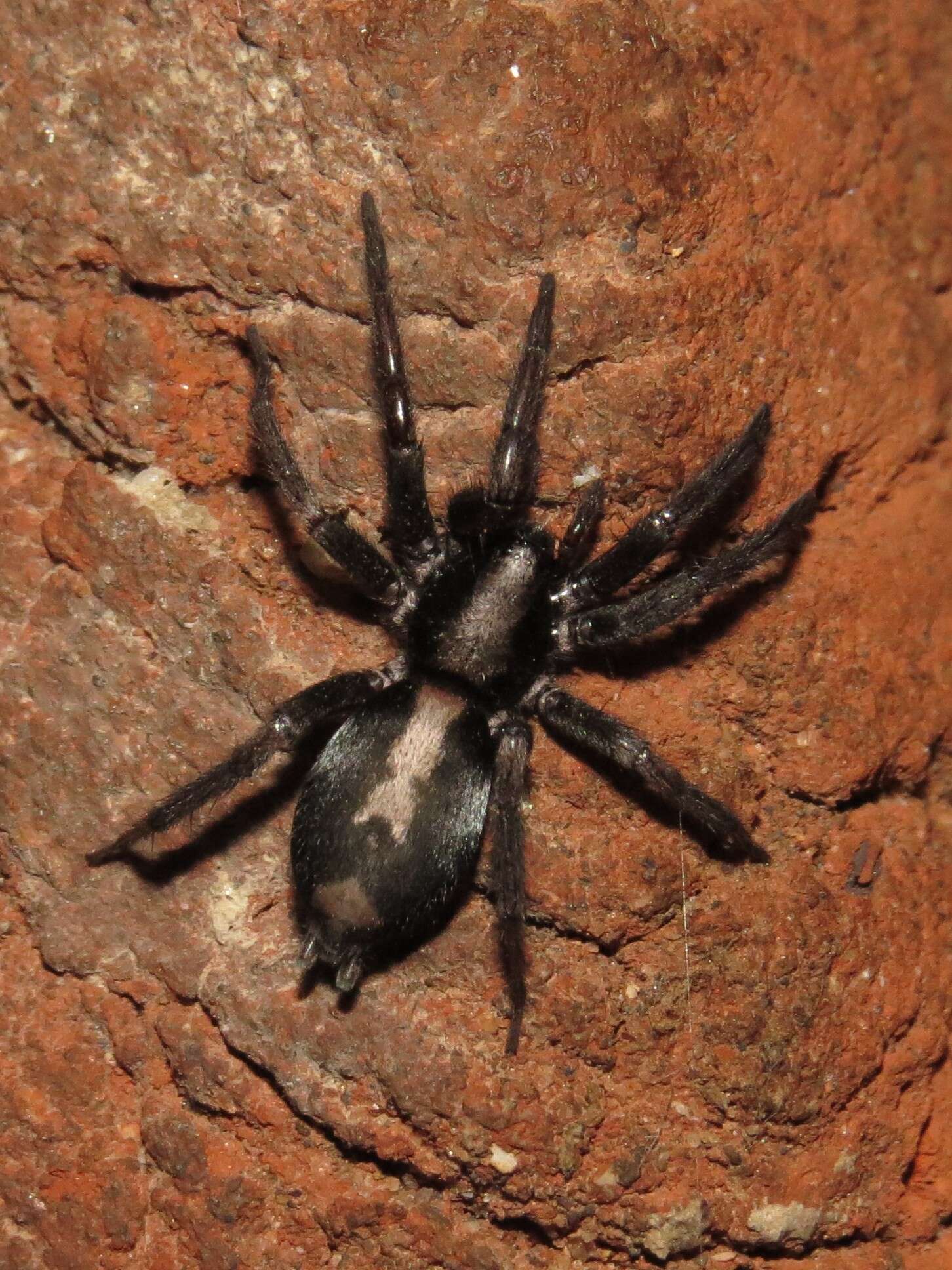 Image of Eastern Parson Spider