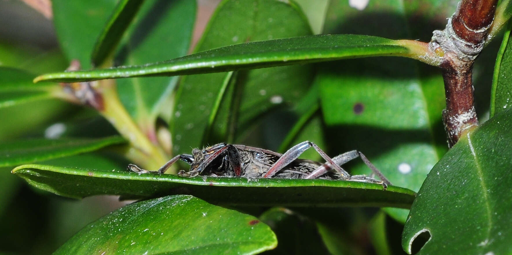 Image of lemon tree borer