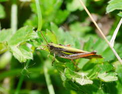 Plancia ëd Schizobothrus flavovittatus Sjöstedt 1921