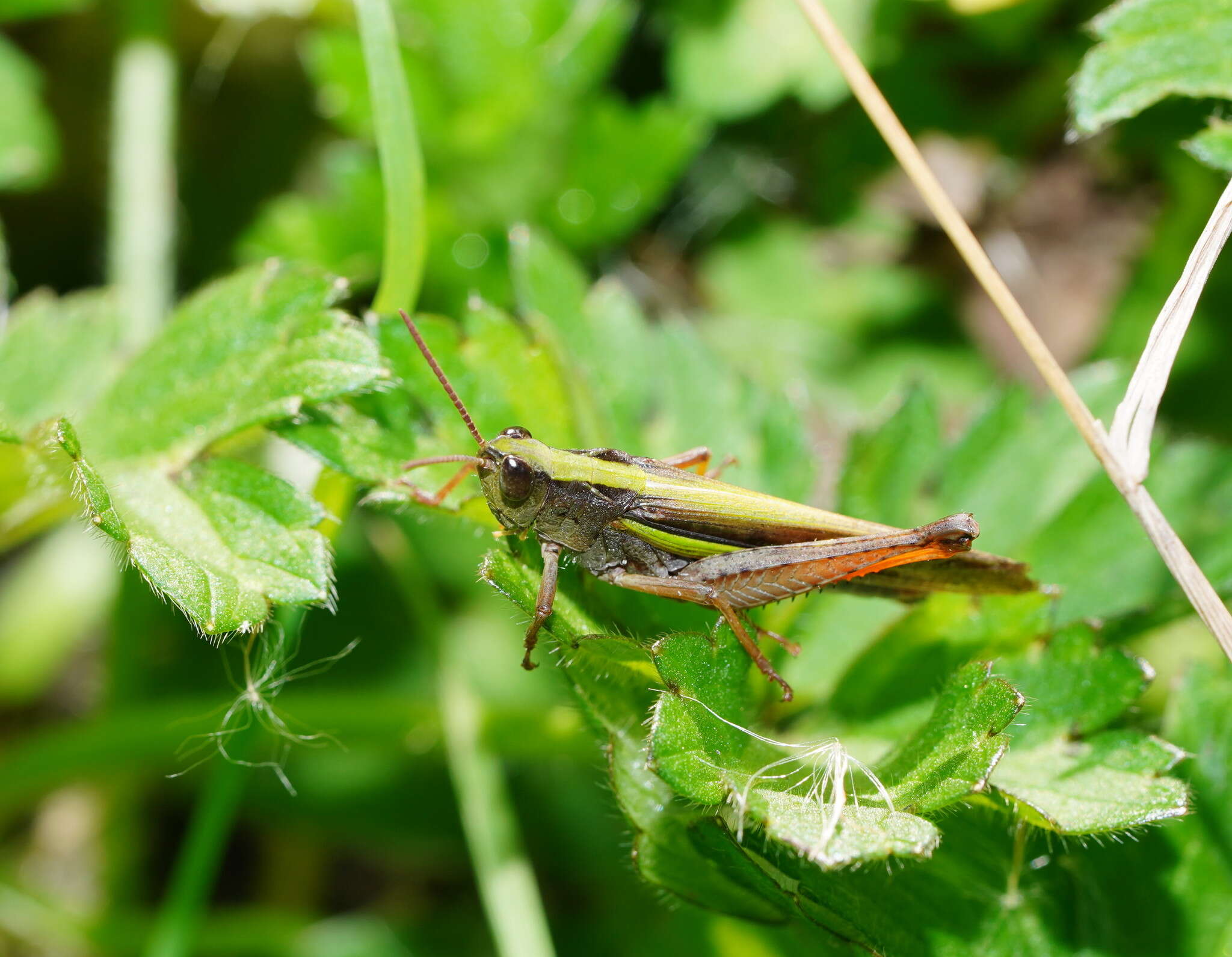 Plancia ëd Schizobothrus flavovittatus Sjöstedt 1921