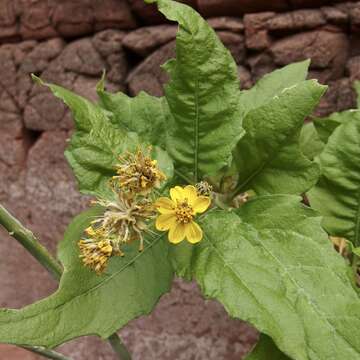 Imagem de Verbesina oligocephala I. M. Johnston