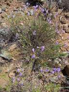 Plancia ëd Penstemon linarioides A. Gray