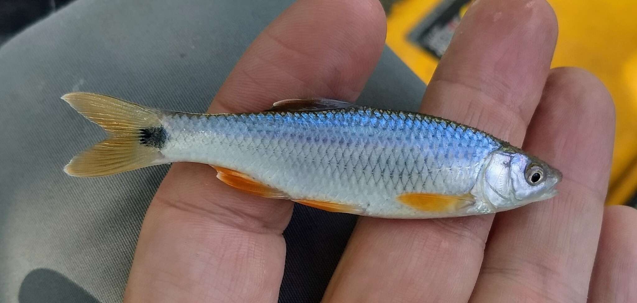 Image of Blacktail shiner