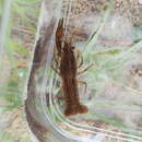 Image of Procambarus kilbyi (Hobbs 1940)