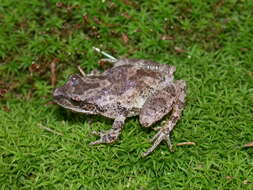 Image of Mountain Chorus Frog