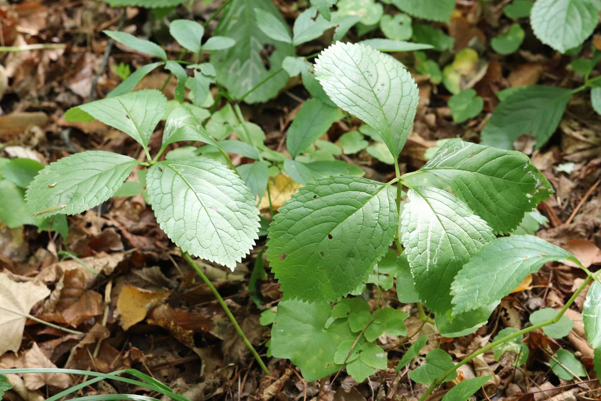 Image of Chloranthus quadrifolius (A. Gray) H. Ohba & S. Akiyama