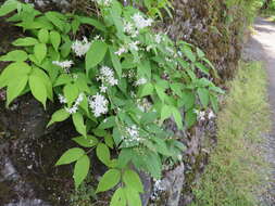 Image of slender pride of Rochester