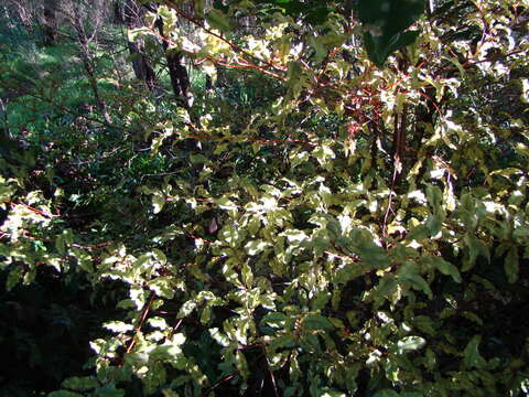 Image of Myrsine australis (A. Rich.) Allan