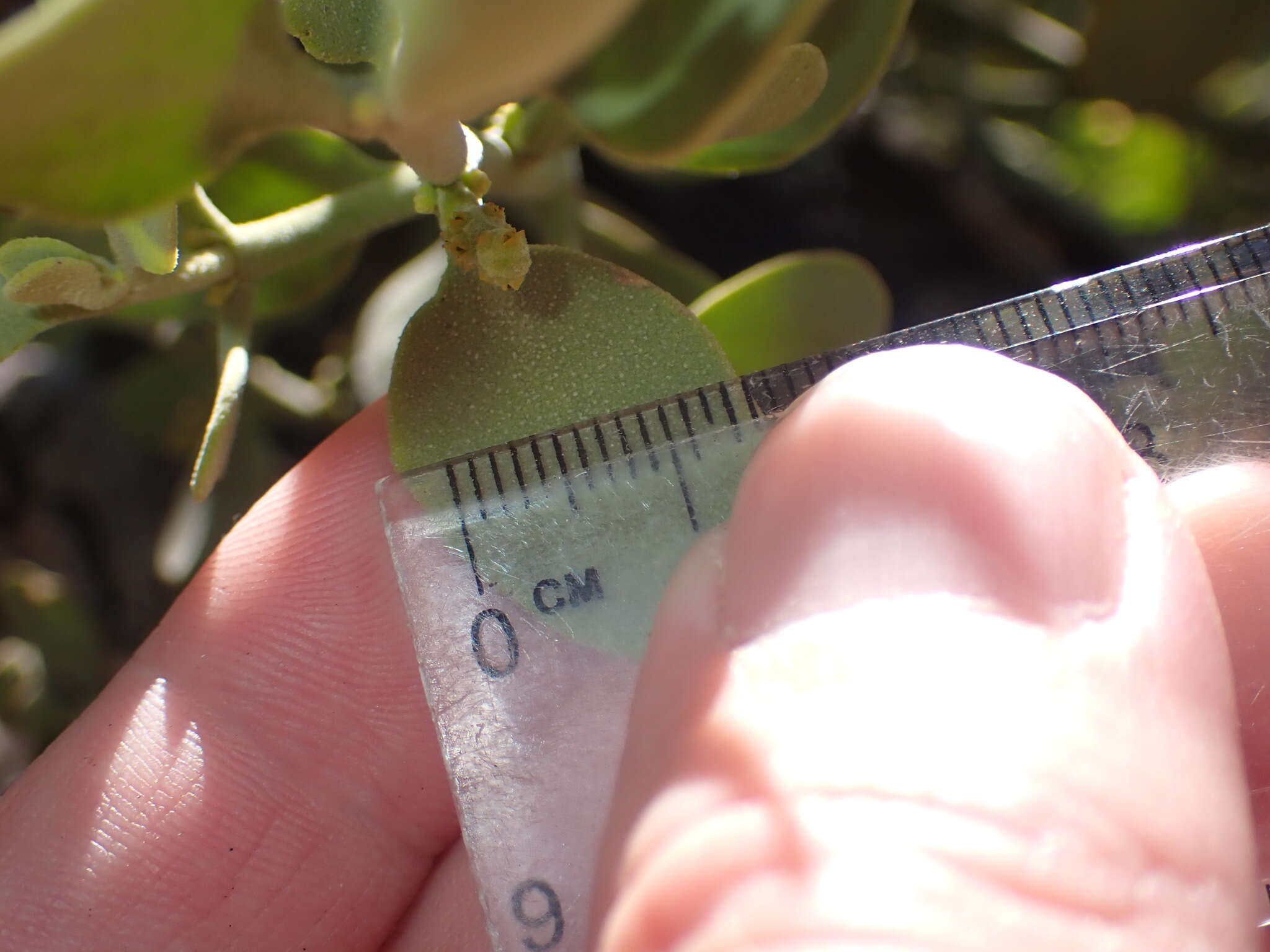 Image of Cory's mistletoe