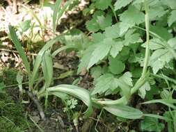 صورة Anacamptis pyramidalis (L.) Rich.