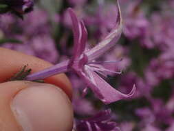 Image of Schizanthus hookeri Gill. ex R. Grah.