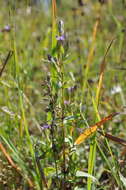 Image of autumn dwarf gentian