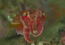 Image of Reaper cuttlefish