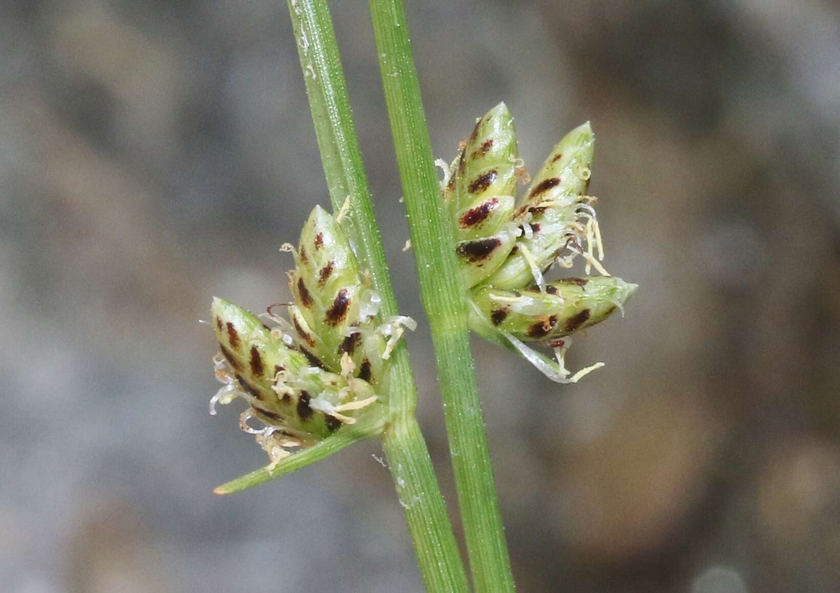 Слика од Cyperus laevigatus L.