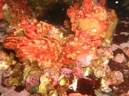 Image of red sea squirt
