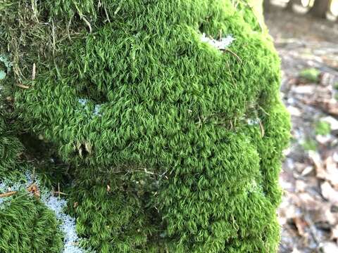 Image of longleaf paraleucobryum moss