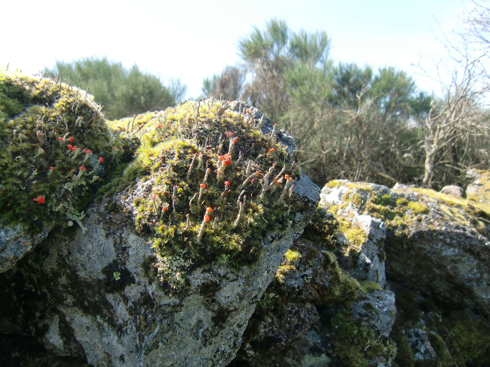 Imagem de Cladonia floerkeana (Fr.) Flörke