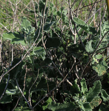 Sivun Salvia dominica L. kuva