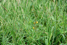 Image of Chamaecrista garambiensis (Hosok.) H. Ohashi, Tateishi & T. Nemoto