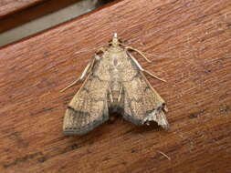 Image of Bean-leaf Webworm Moth