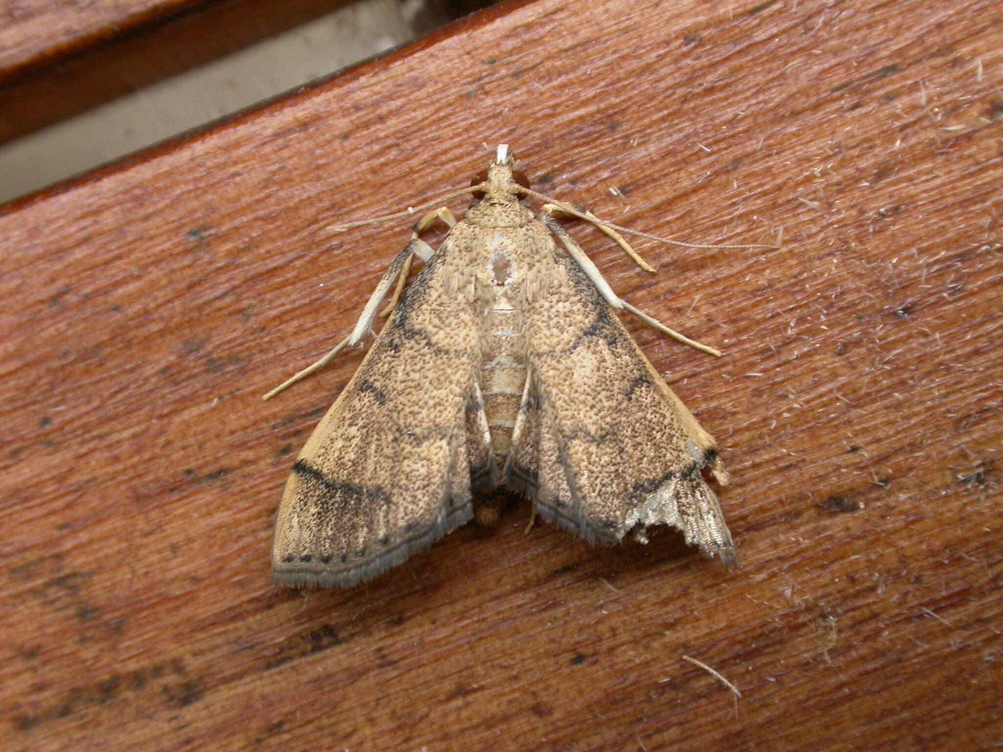 Image of Bean-leaf Webworm Moth