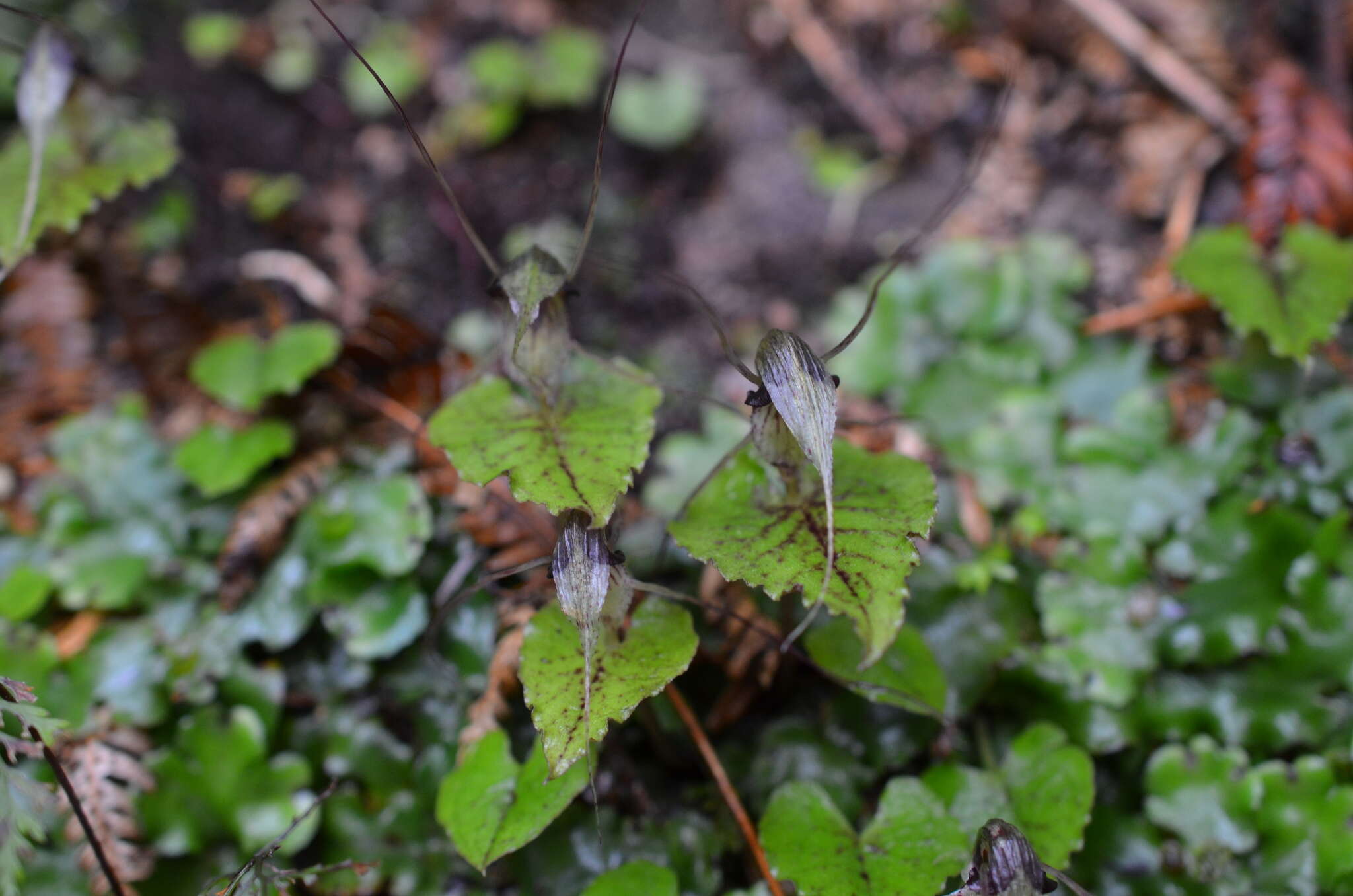 Image of Dancing spider orchid