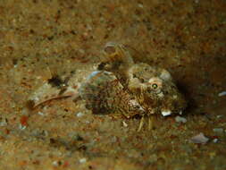 Image of Australian spiny gurnard