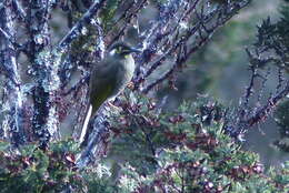 Image of Black-throated Honeyeater