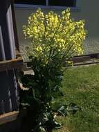 Image of Wild Mustard