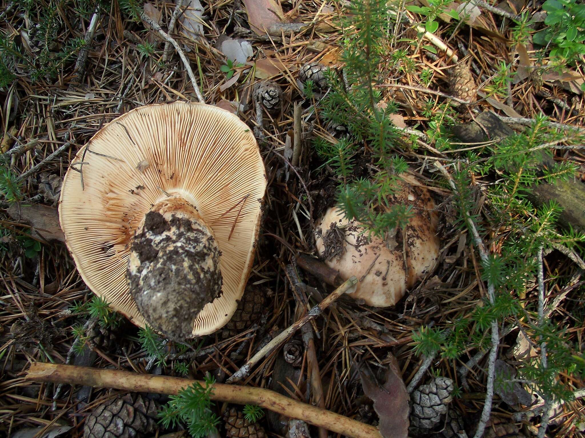 Imagem de Tricholoma colossus (Fr.) Quél. 1872