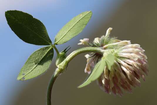 Image of Trifolium pratense var. frigidum Gaudin