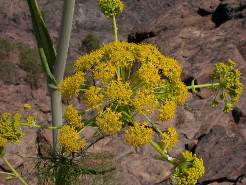 Image of Ferula communis subsp. linkii (Webb) Reduron & Dobignard