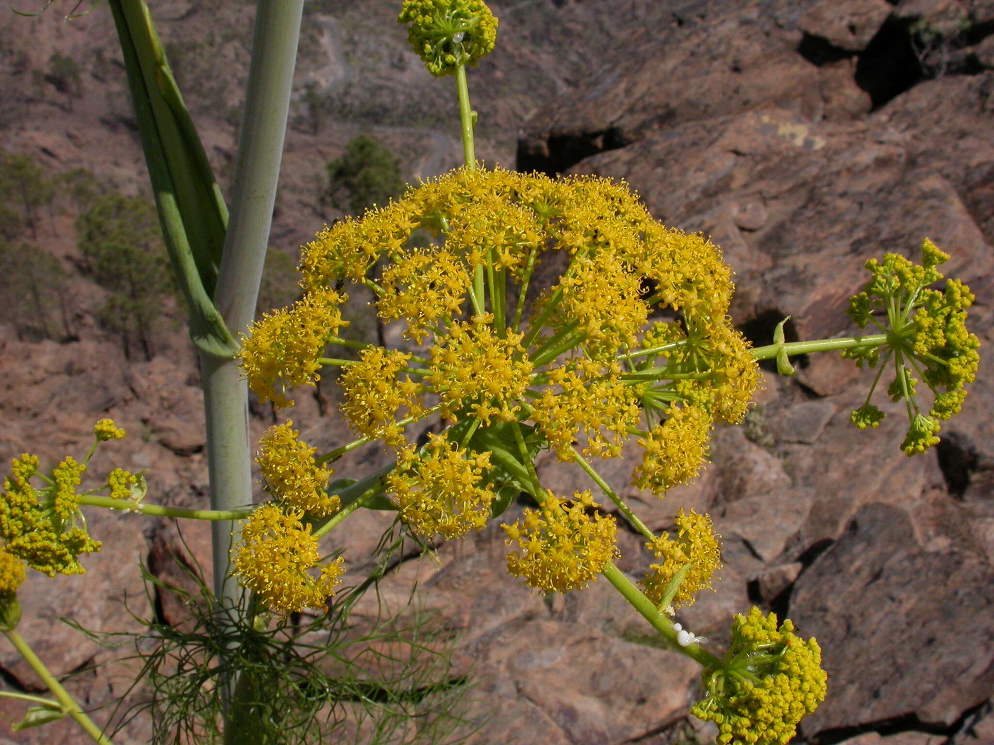 Image of Ferula communis subsp. linkii (Webb) Reduron & Dobignard