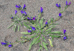 Image of smallstamen viper's bugloss