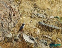 Image de Sittelle des rochers