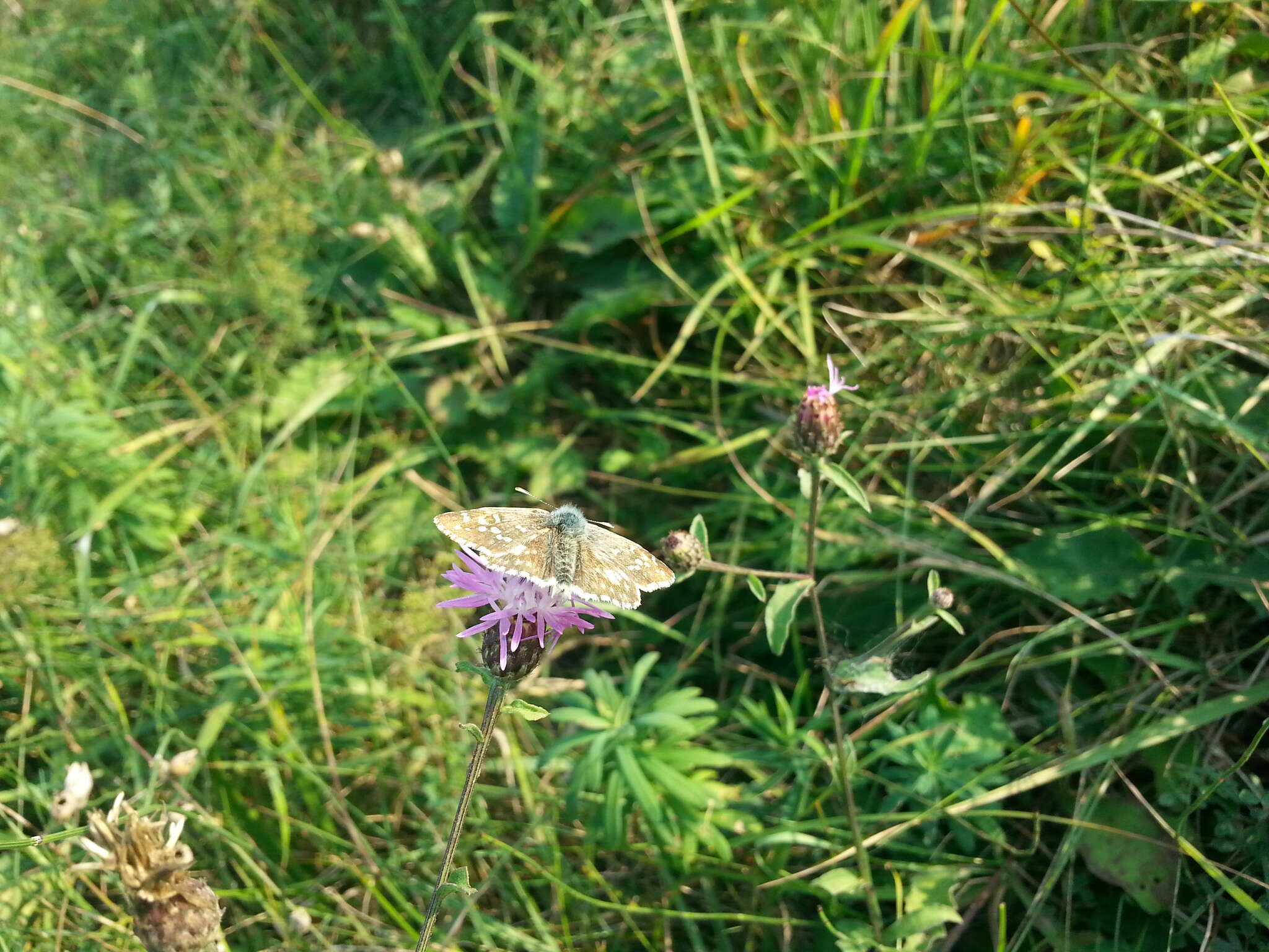 Image of oberthürs grizzled skipper