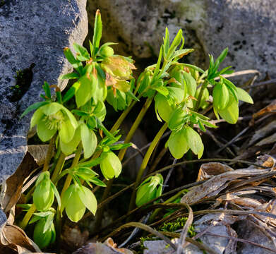 Image of Helleborus bocconei Ten.