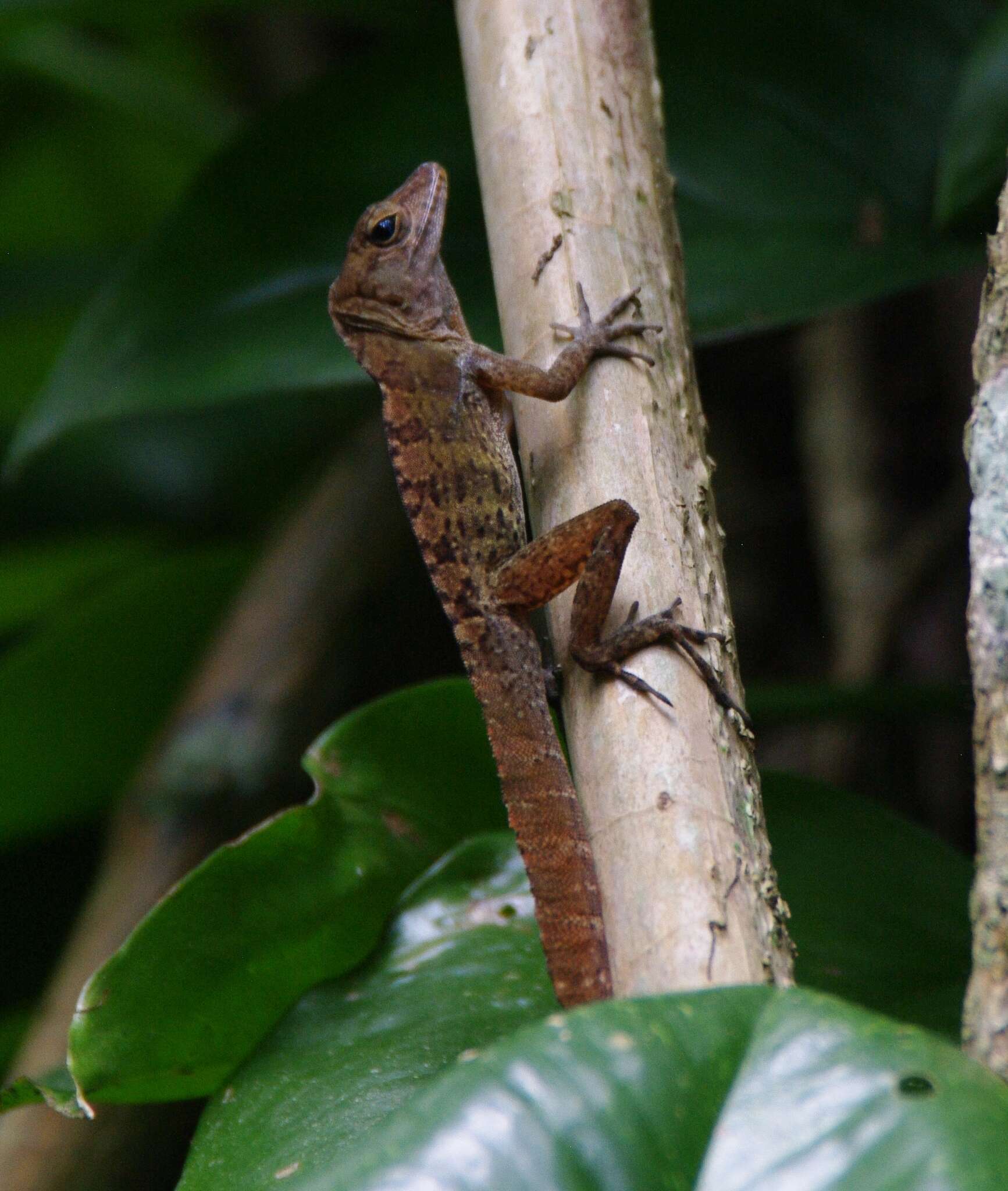 Imagem de Anolis gundlachi Peters 1877