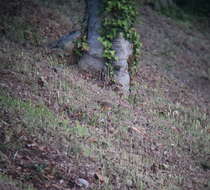 Image of Grey-backed Thrush