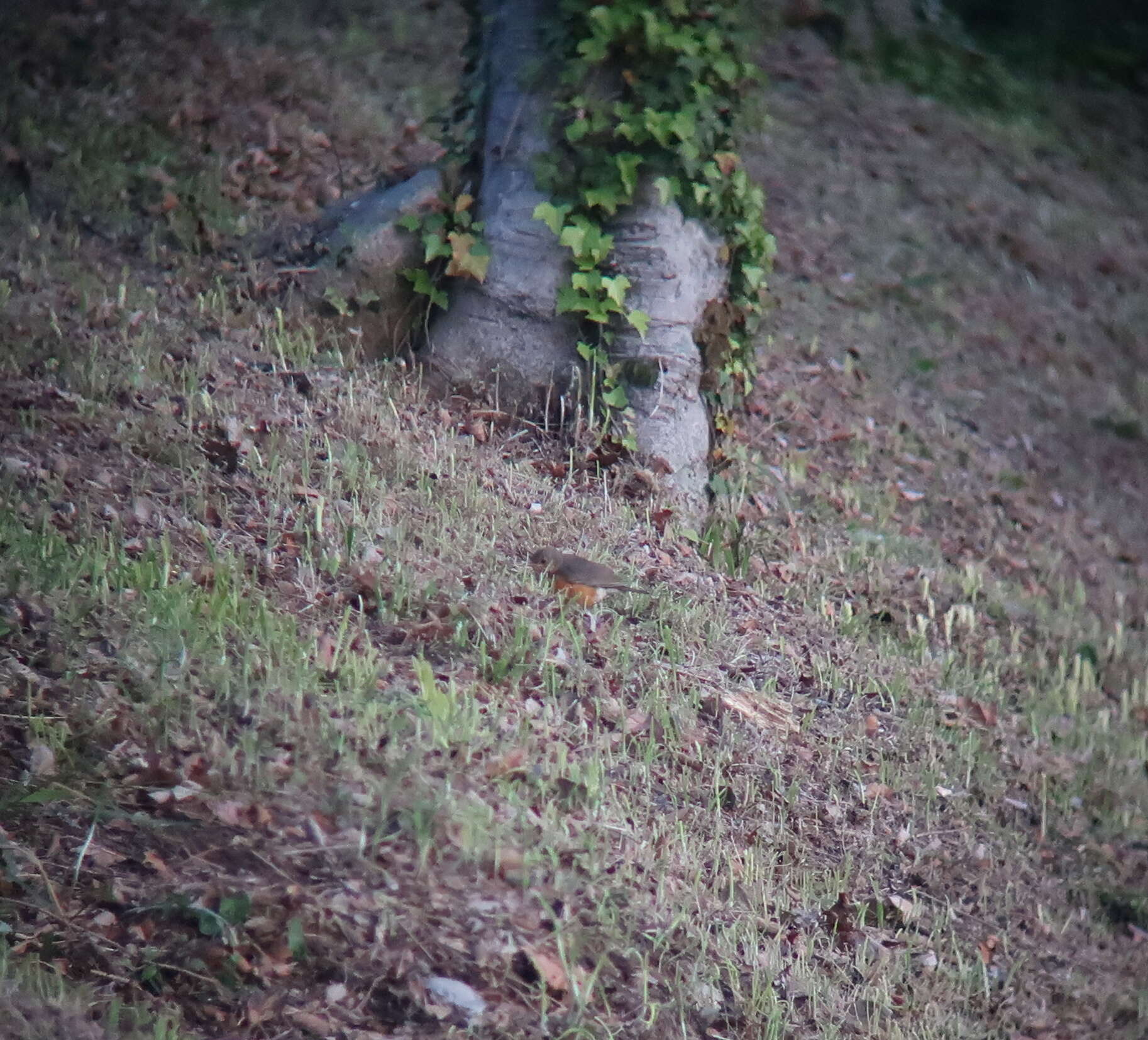 Image of Grey-backed Thrush