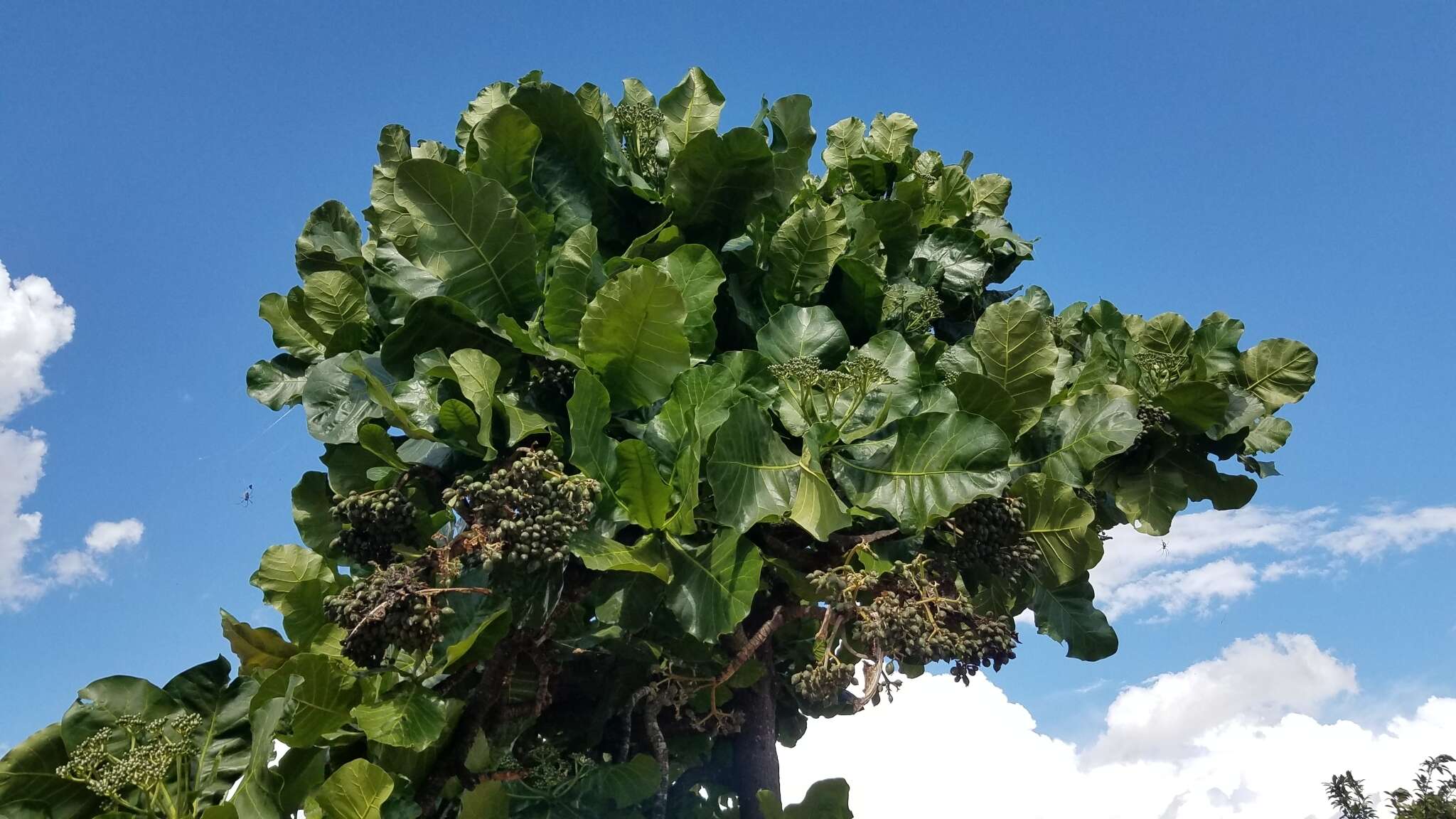 Image of Anthocleista amplexicaulis Baker