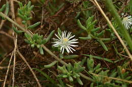 Image of Mesembryanthemum parviflorum Jacq.